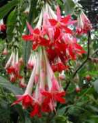 strangewonderfulthings.com Boliviana