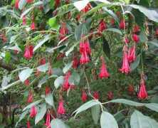 strangewonderfulthings.com Boliviana
