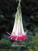 fuchsiamagic.com Boliviana