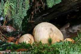naturephoto-cz.com Boloe