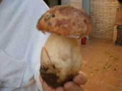 Boludo