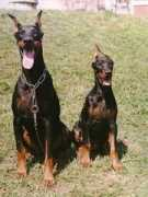 dobermann.pl Bombastik