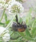 Bombus