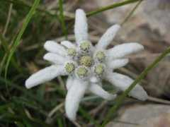 funghiitaliani.it Bommartini