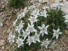 funghiitaliani.it Bommartini