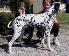 lotsofspots.dk Bomme