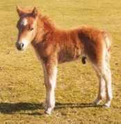 shetland-pony.com Bonamie