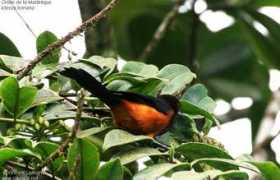 Bonana