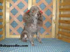 babypoodles.com Bonca