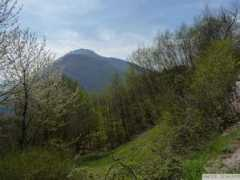 panoramio.com Bondai