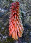 zimbabweflora.co.zw Bondana