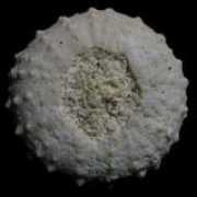 chalk.discoveringfossils.co.uk Bonei