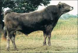 egevet.com.tr Bonelo