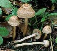 mycokey.com Bongards