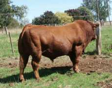 bonianlimousins.com.au Bonian