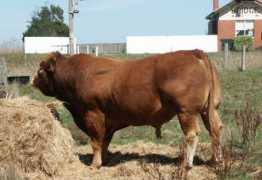 bonianlimousins.com.au Bonian