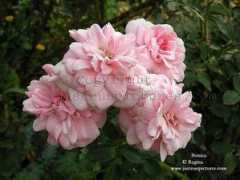 justourpictures.com Bonica