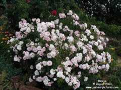 justourpictures.com Bonica