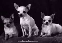 strangezoo.com Bonier