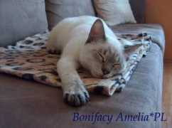 Bonifacy