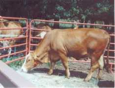 mistyblueranch.com Bonina