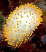 seaslugforum.net Bonisa