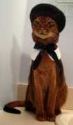 catster.com Bonjours