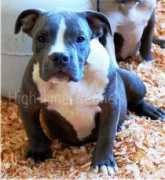 highlinekennels.com Bonkerz