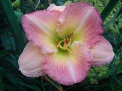 dave.mussar.com Bonnechance