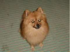 Bonni