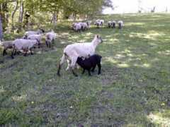 rockytopfarm.com Bonniie