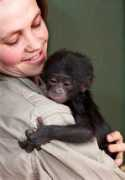 Bonobo