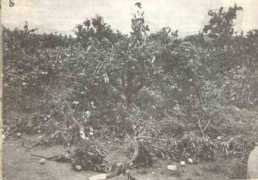 Bonoise