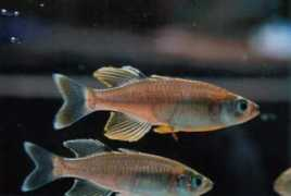 Bonti