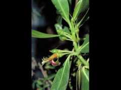 ontariogardening.com Bontia