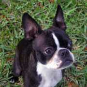 dogster.com Bonzales