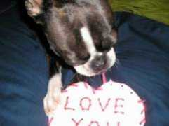 dogster.com Bonzales