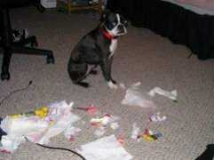 dogster.com Bonzales