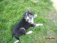 weissepfoten.de Bonzena