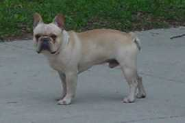 ueyshomeraisedpuppies.com Bonzie