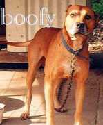 Boofy