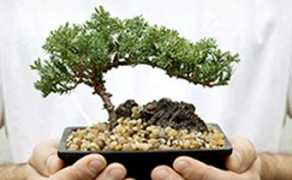 simpple.com Boonsai