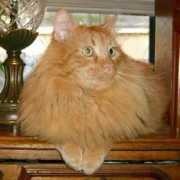 Bootsie