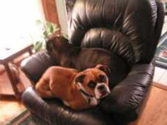 bluegrassboxerrescue.org Boovy