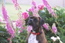 bluegrassboxerrescue.org Boovy