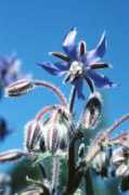 Borage