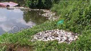 lankadeepa.lk Boralugoda