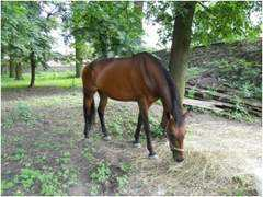 klub.chvalkovicezamek.cz Boranova