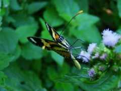 panoramio.com Borboleta