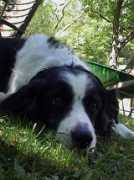 panoramio.com Bordercollie
